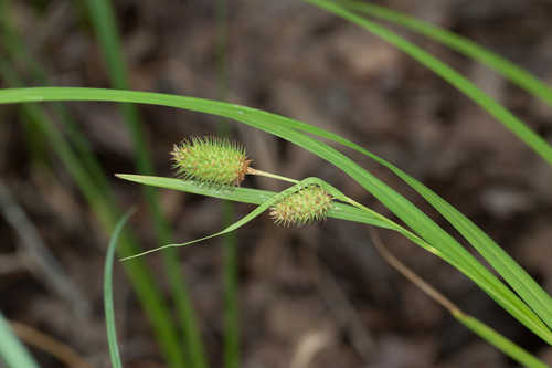 Carex typhina #11